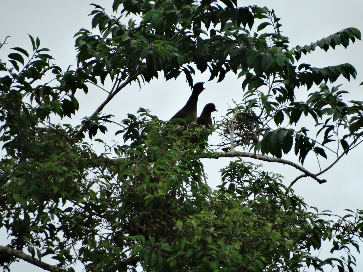 Plain Chachalaca - ML646268830