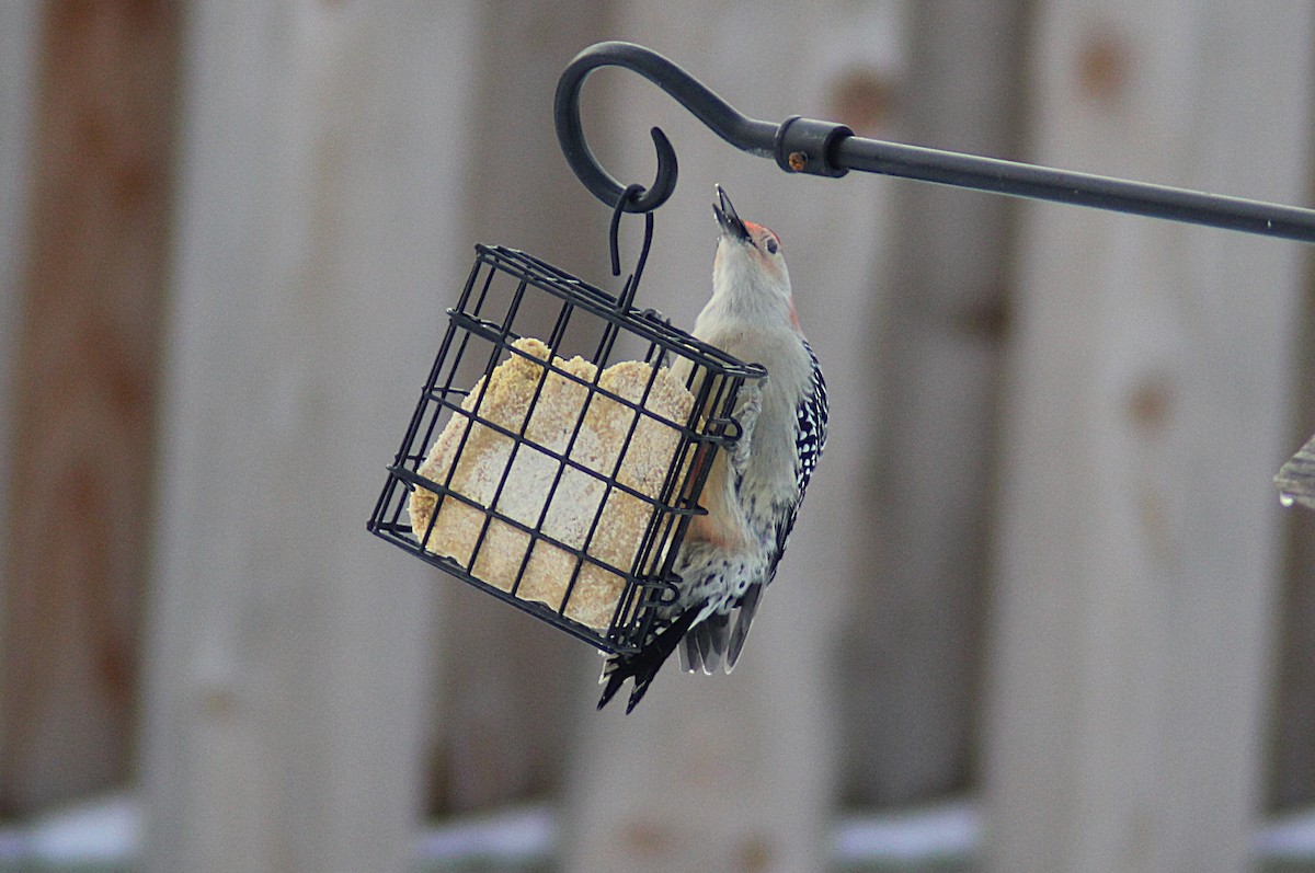 Red-bellied Woodpecker - ML646268831