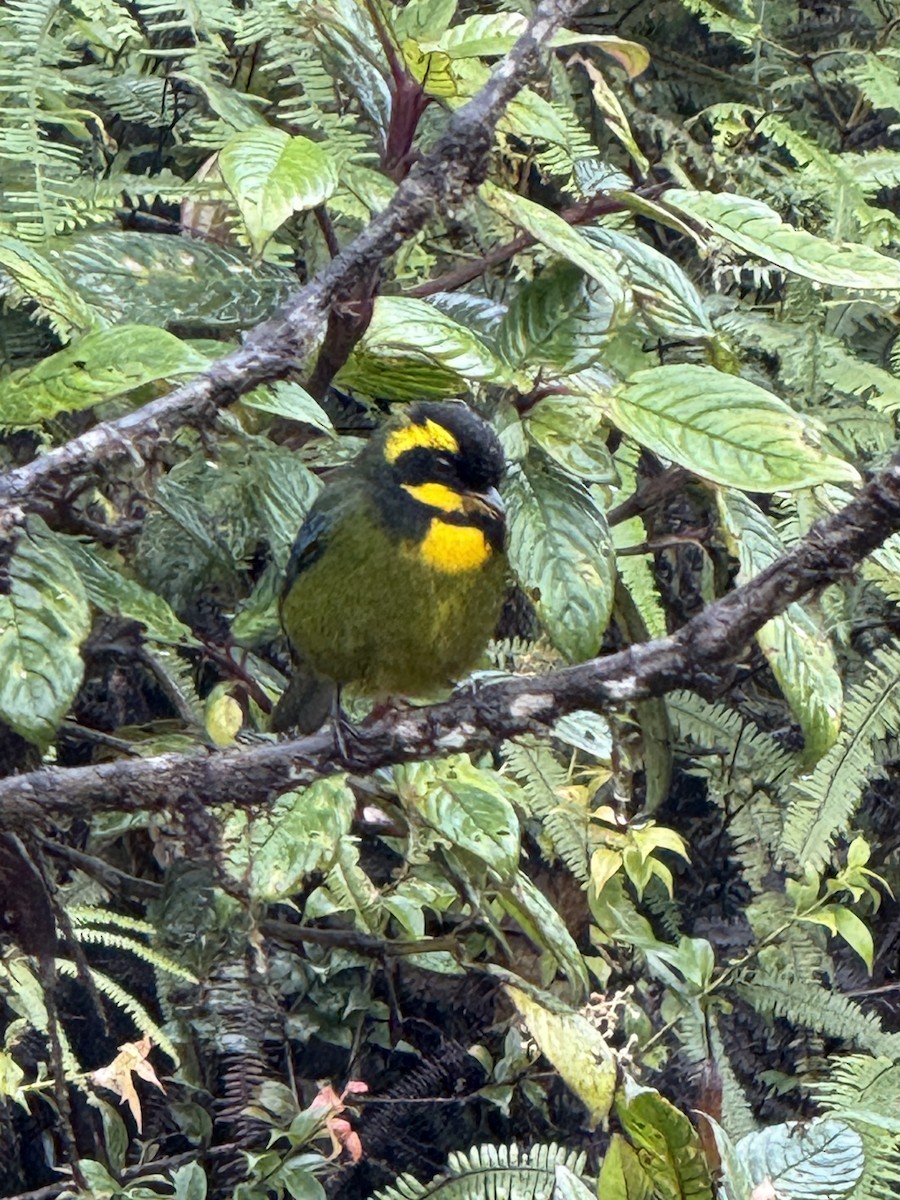 Gold-ringed Tanager - ML646268839