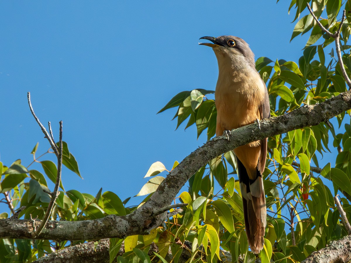 Mangrov Guguğu - ML646268841