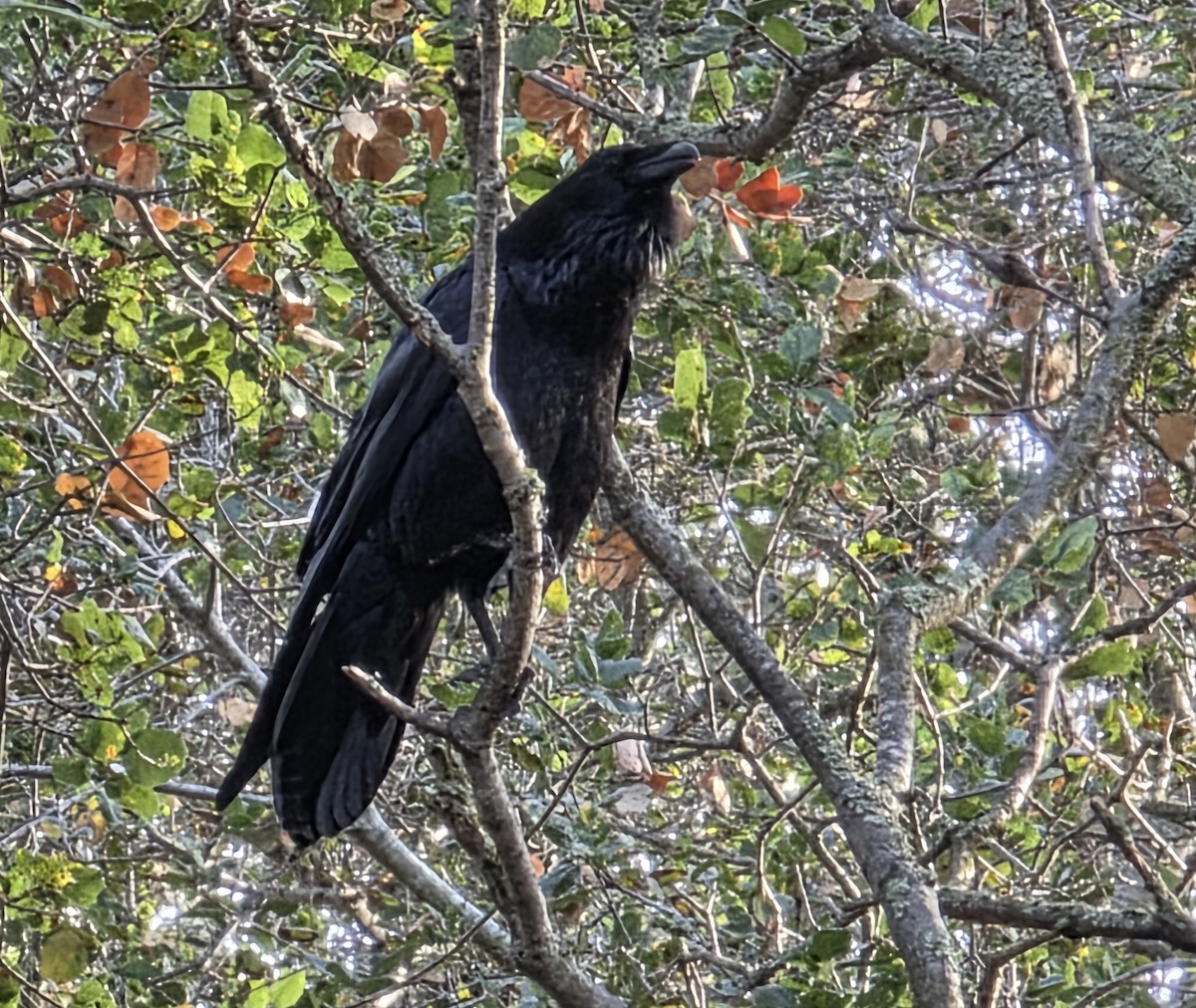 Common Raven - ML646268843