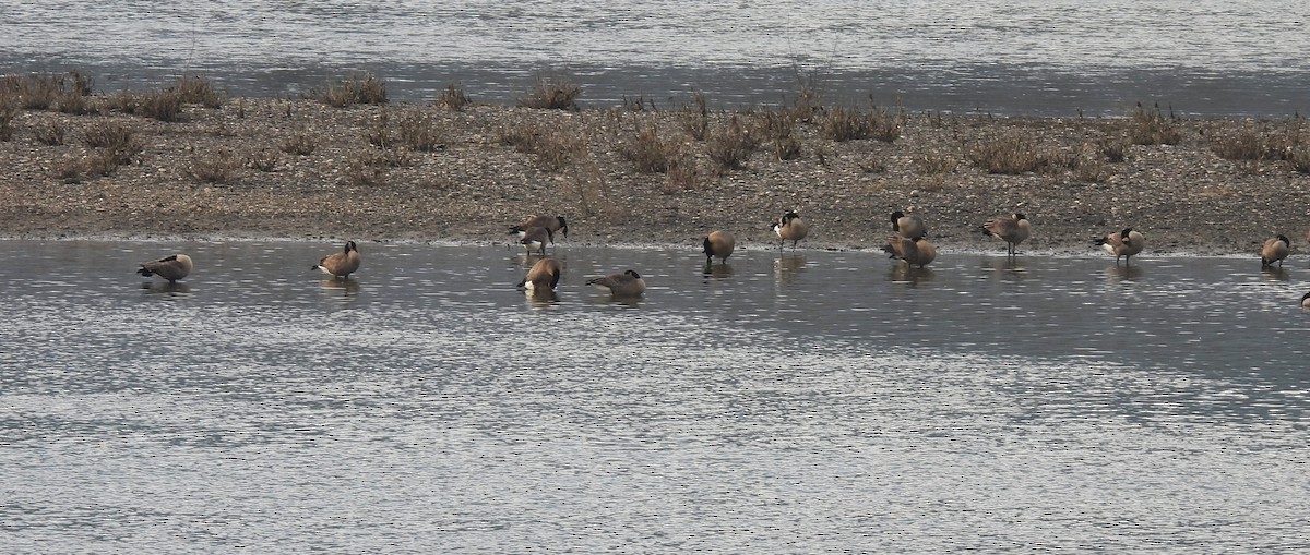 Oca canadese maggiore - ML646268846