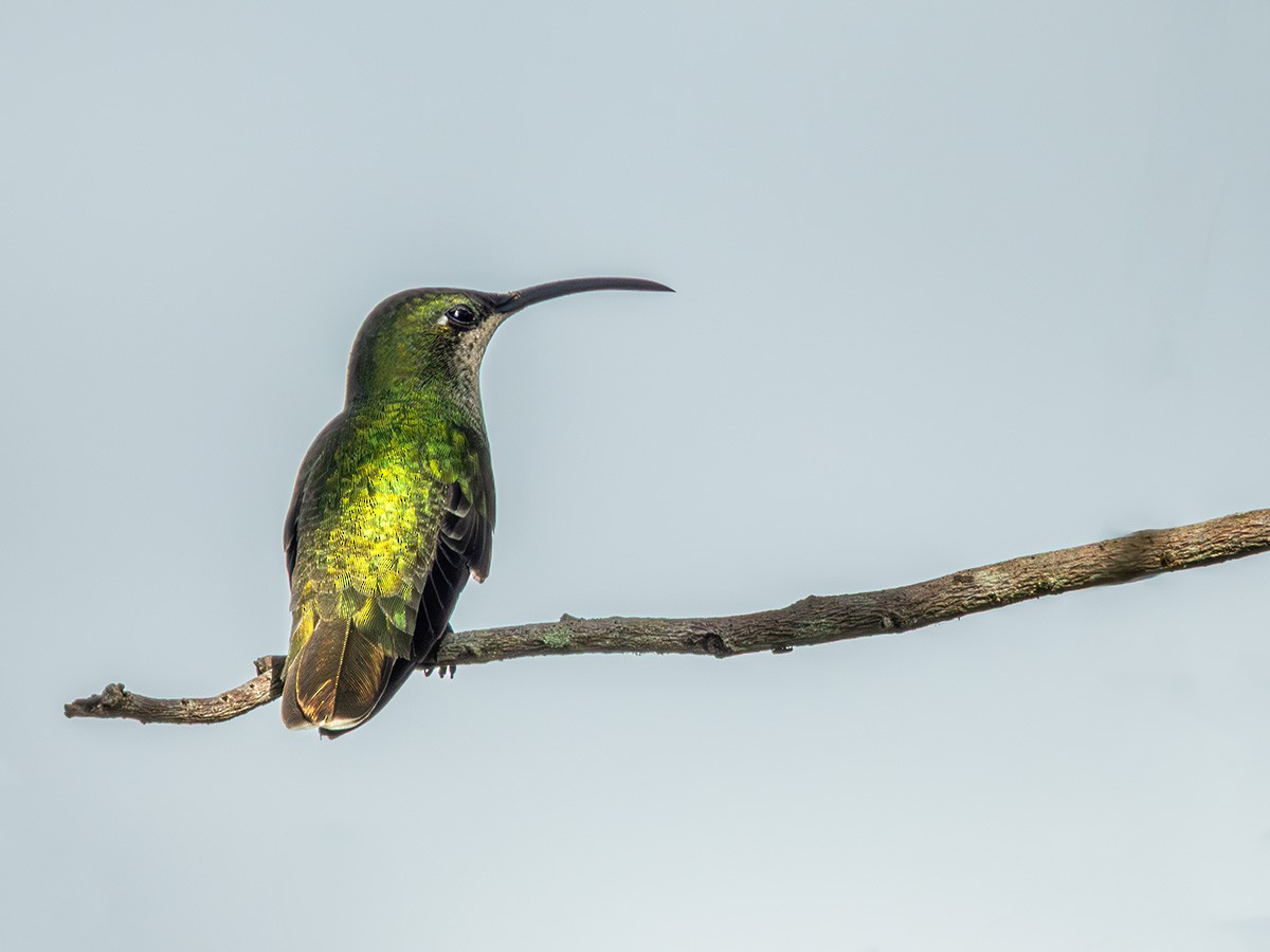 Porto Riko Mangosu - ML646268863