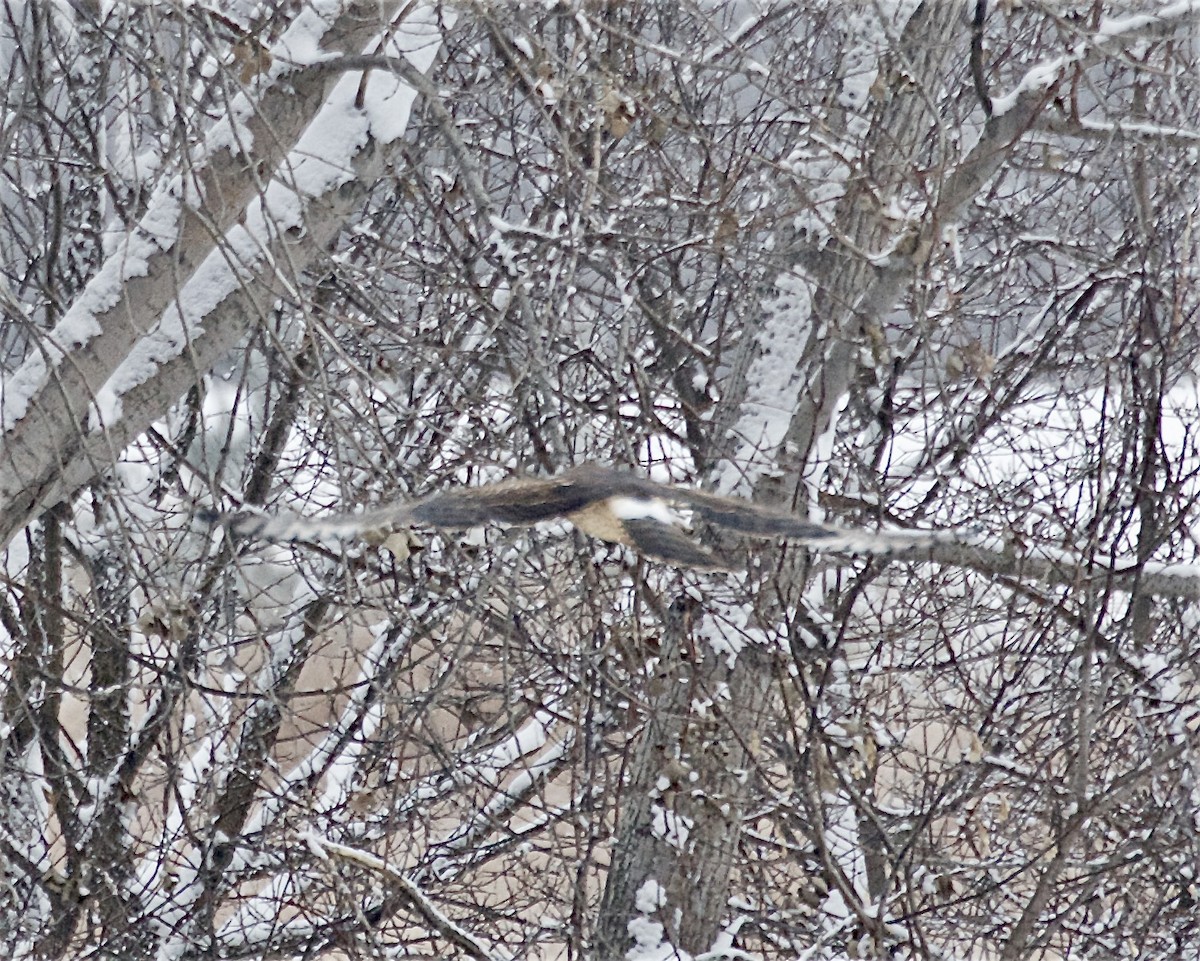 Northern Harrier - ML646268864