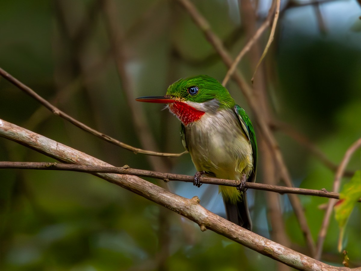 Porto Riko Todisi - ML646268865