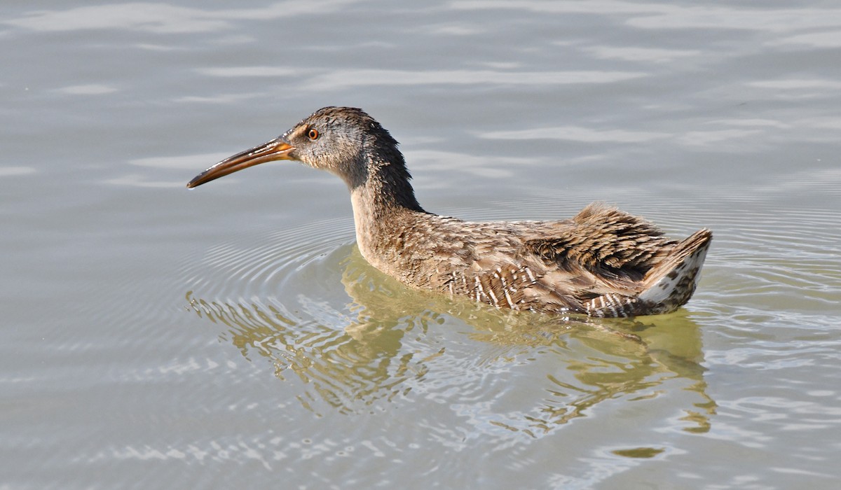 Clapper Rail - ML646268878