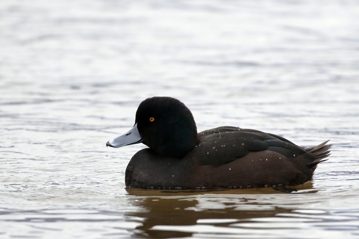 Porrón Maorí - ML646268880