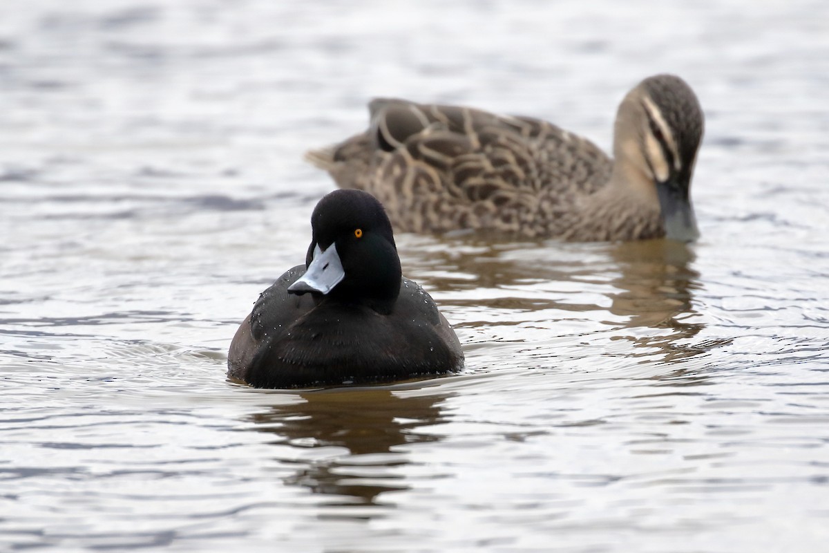 Porrón Maorí - ML646268881