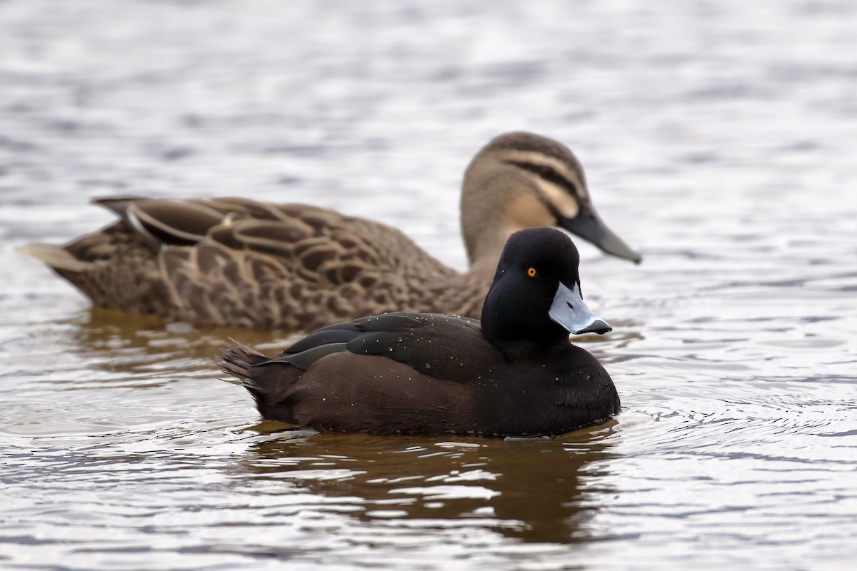 Porrón Maorí - ML646268882
