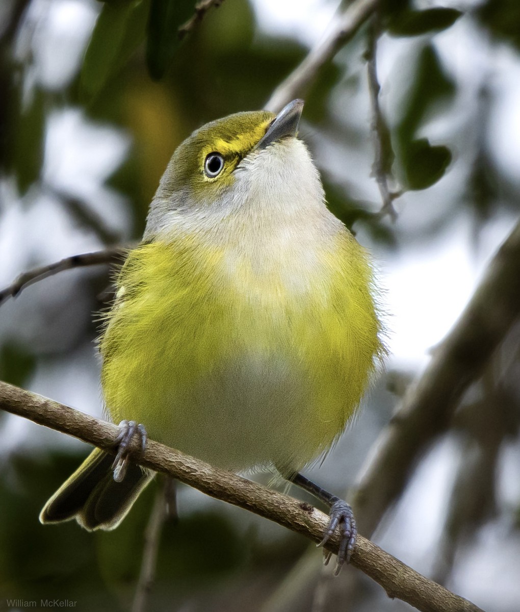 Віреон білоокий - ML646268884