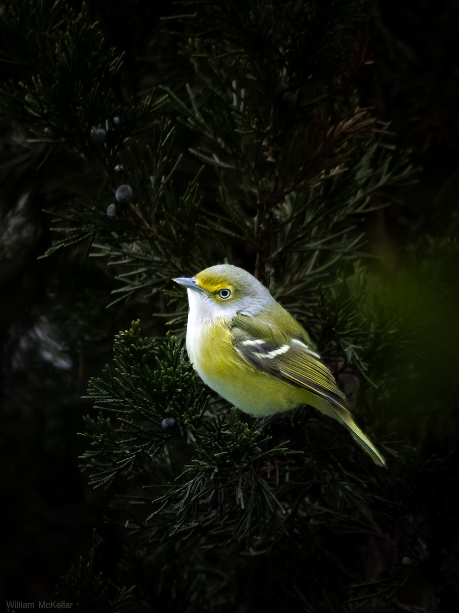 Віреон білоокий - ML646268885