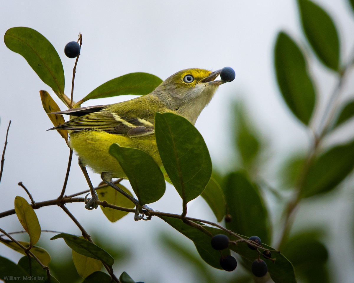 Віреон білоокий - ML646268886