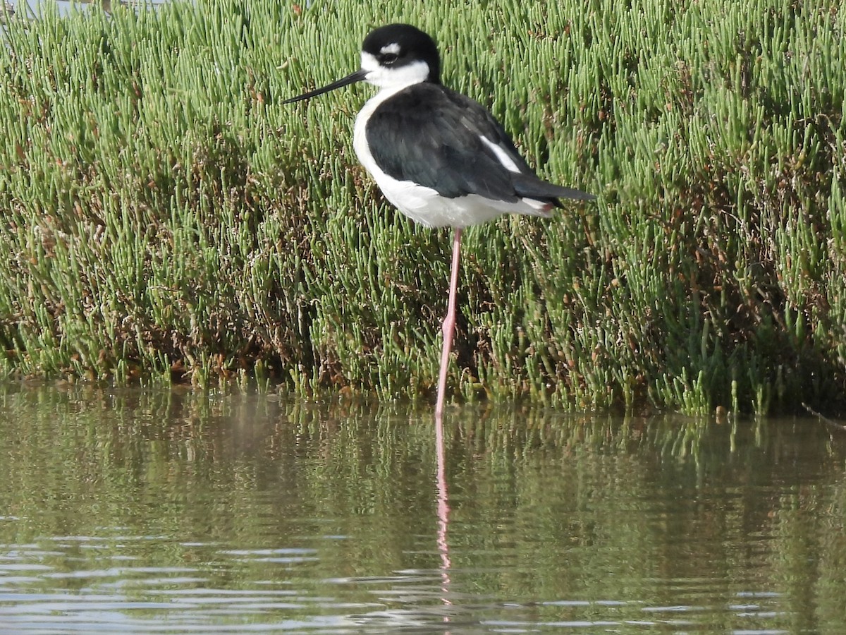 Cigüeñuela Cuellinegra - ML646268894