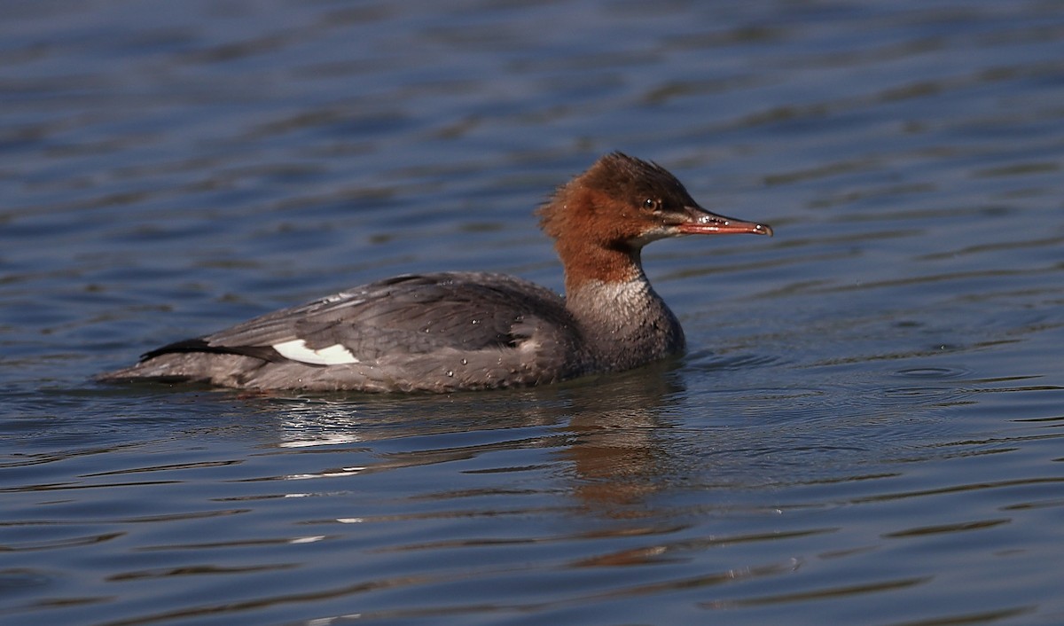 Common Merganser (Eurasian) - ML646268897