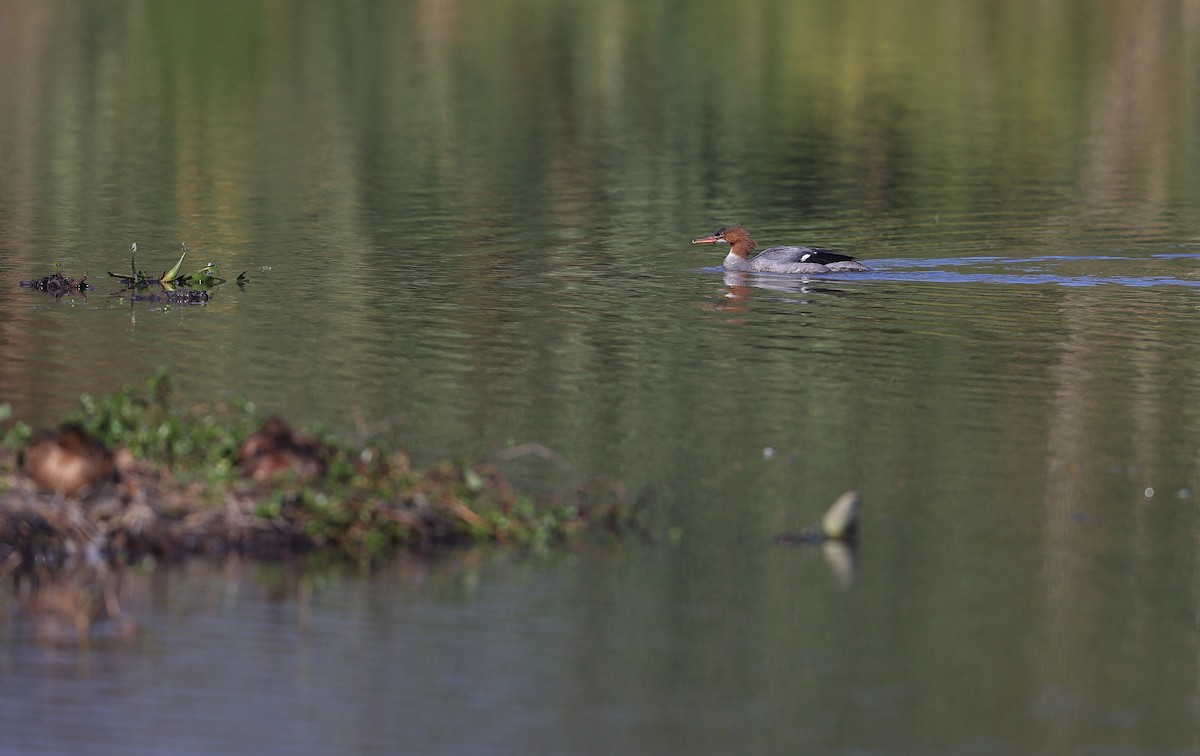 Serreta Grande (euroasiática) - ML646268899