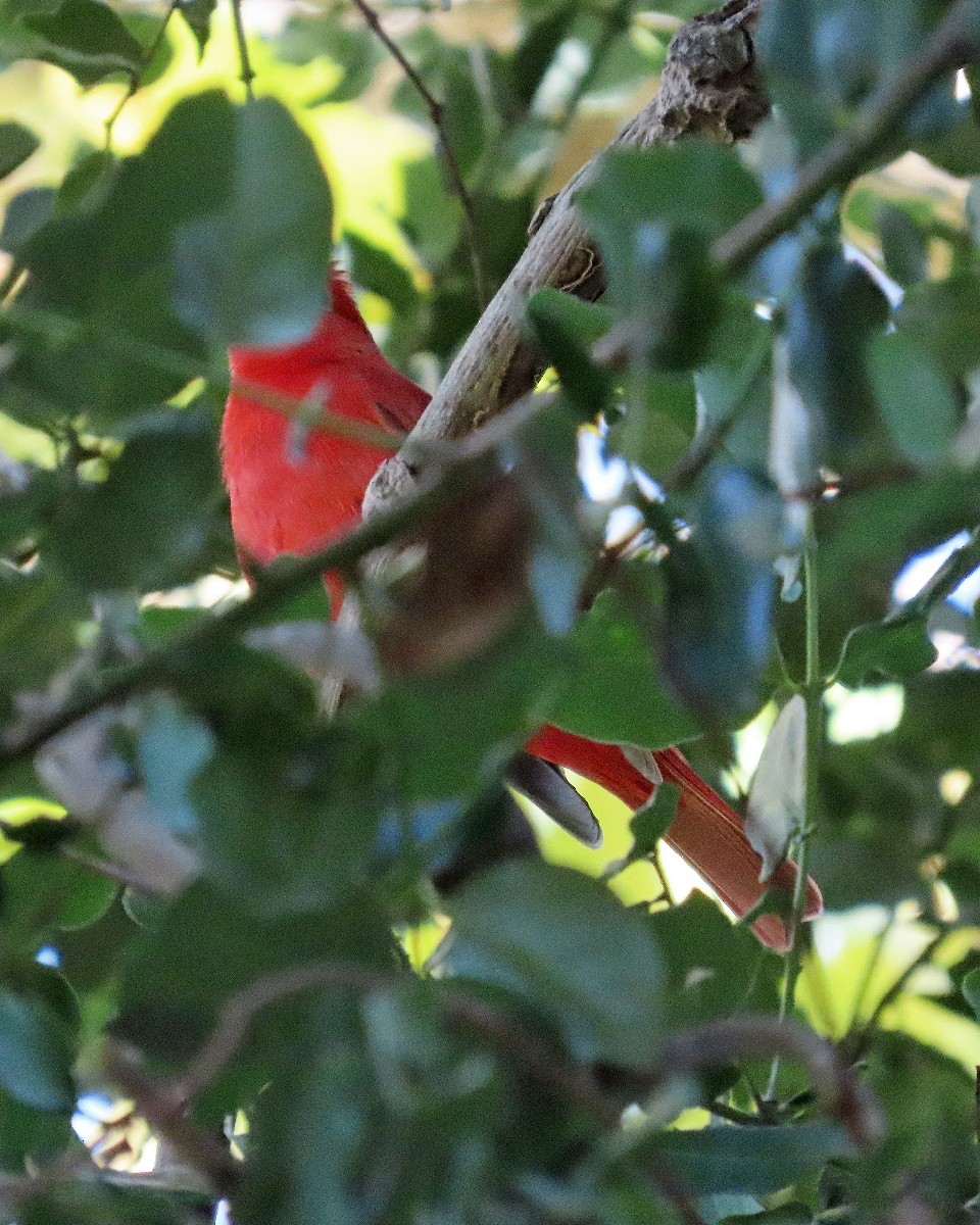 piranga ohnivá - ML646268900