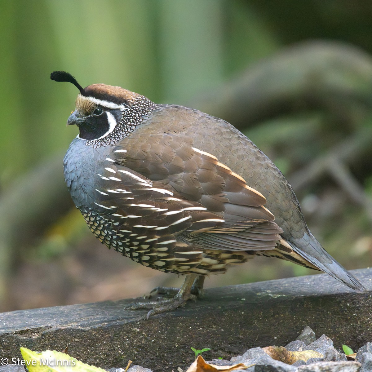 Colín de California - ML646268901