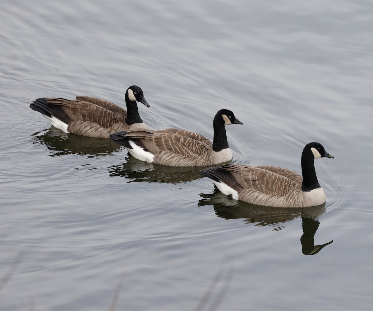 Barnacla Canadiense Grande - ML646268902