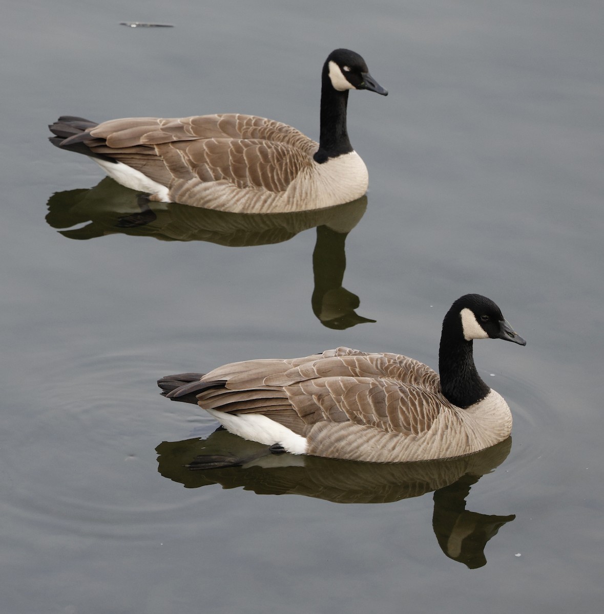 Barnacla Canadiense Grande - ML646268903