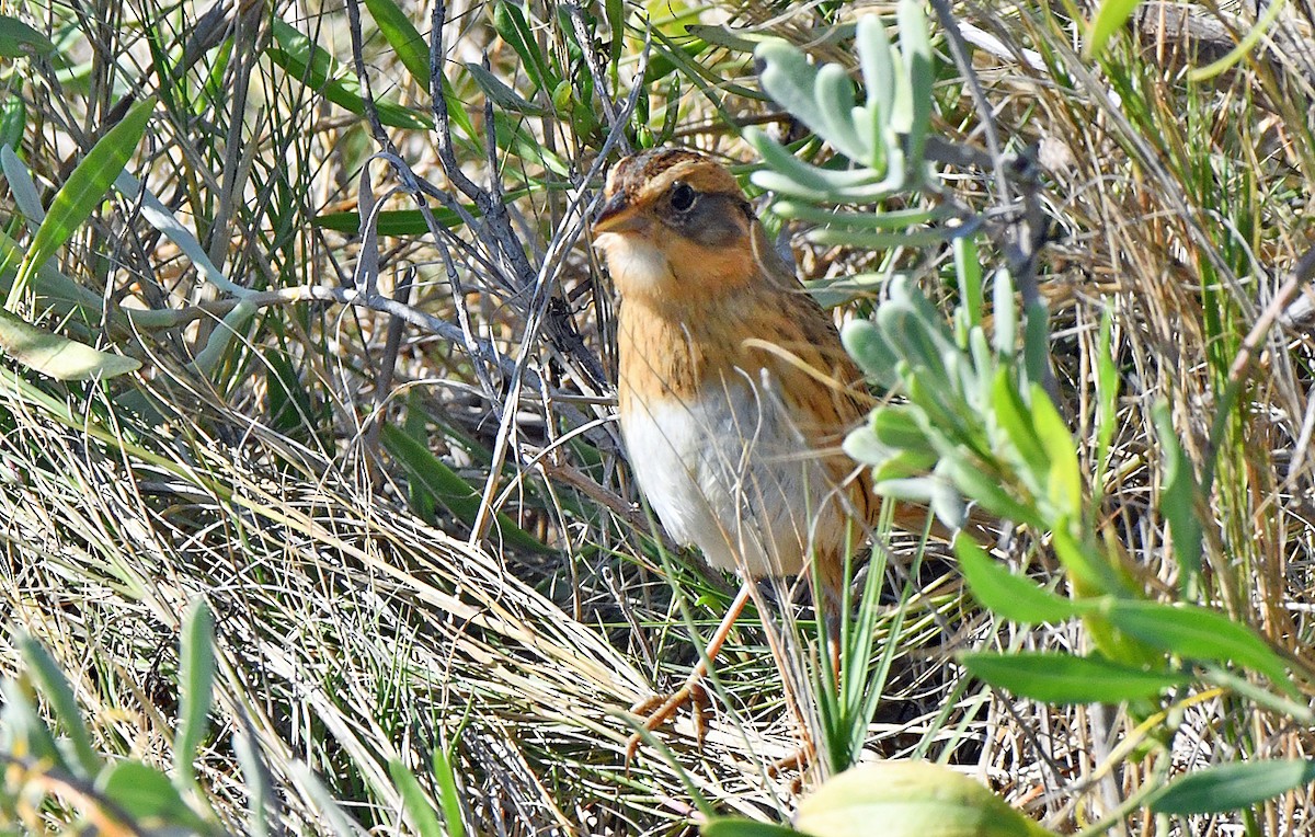 Chingolo de Nelson - ML646268904