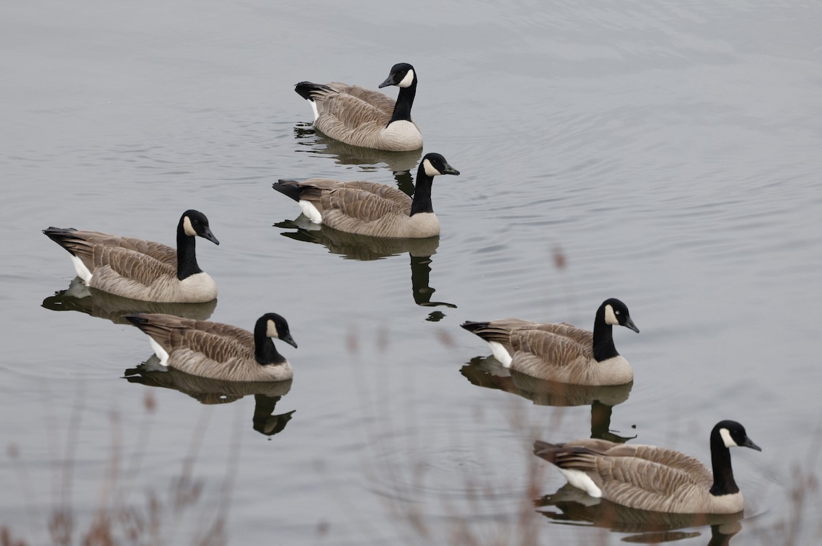Barnacla Canadiense Grande - ML646268905