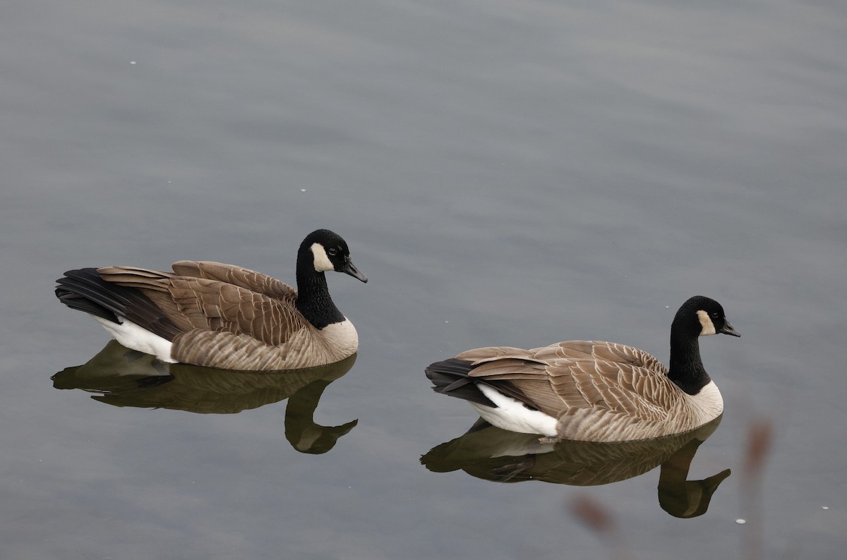 Barnacla Canadiense Grande - ML646268906