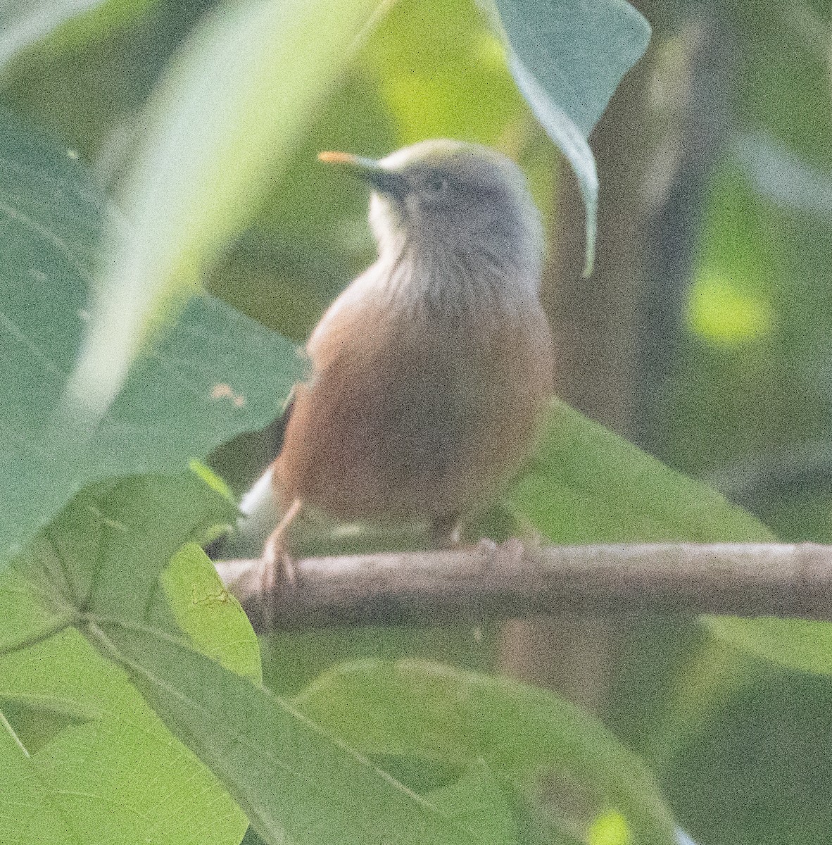 Estornino Cabecigrís - ML646268909