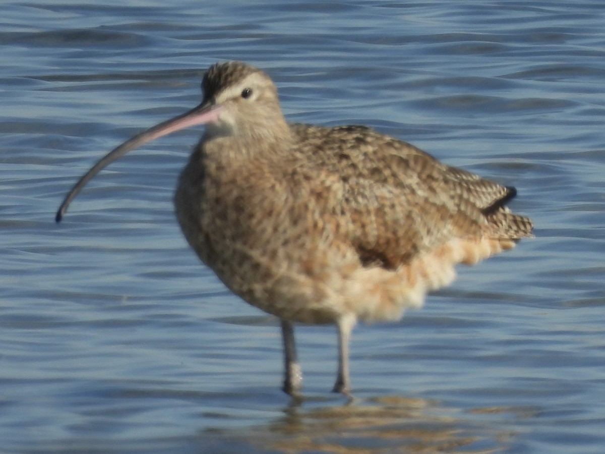 Zarapito Americano - ML646268911