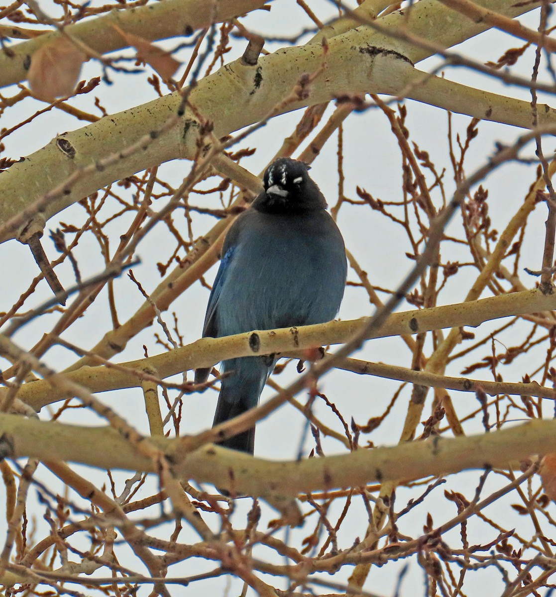 Chara de Steller - ML646268913