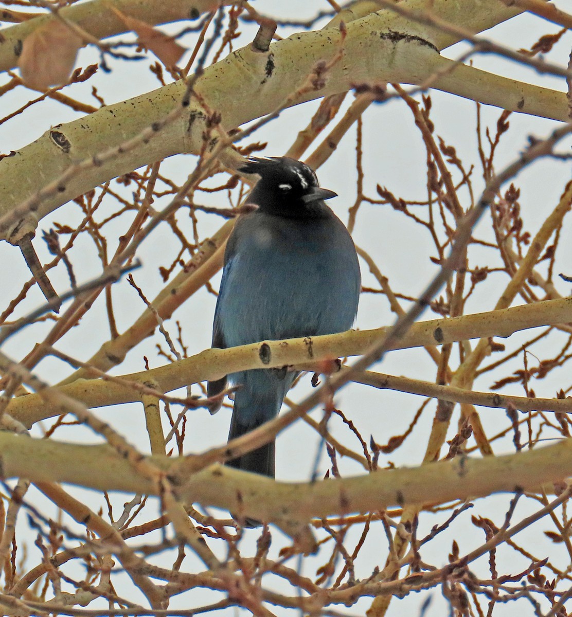 Chara de Steller - ML646268914