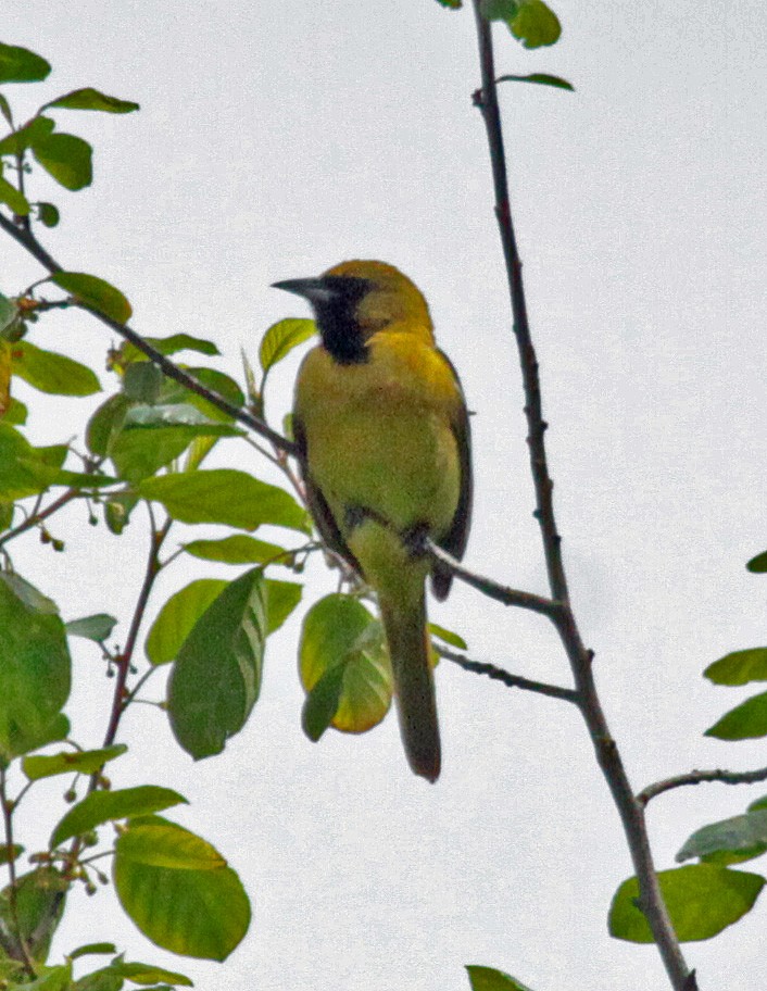 Turpial Castaño - ML646268918