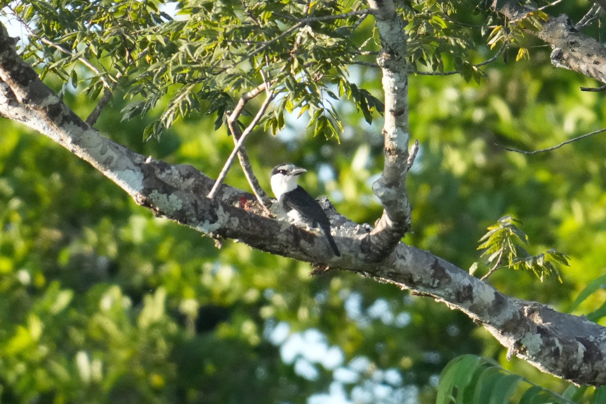 White-necked Puffbird - ML646268919
