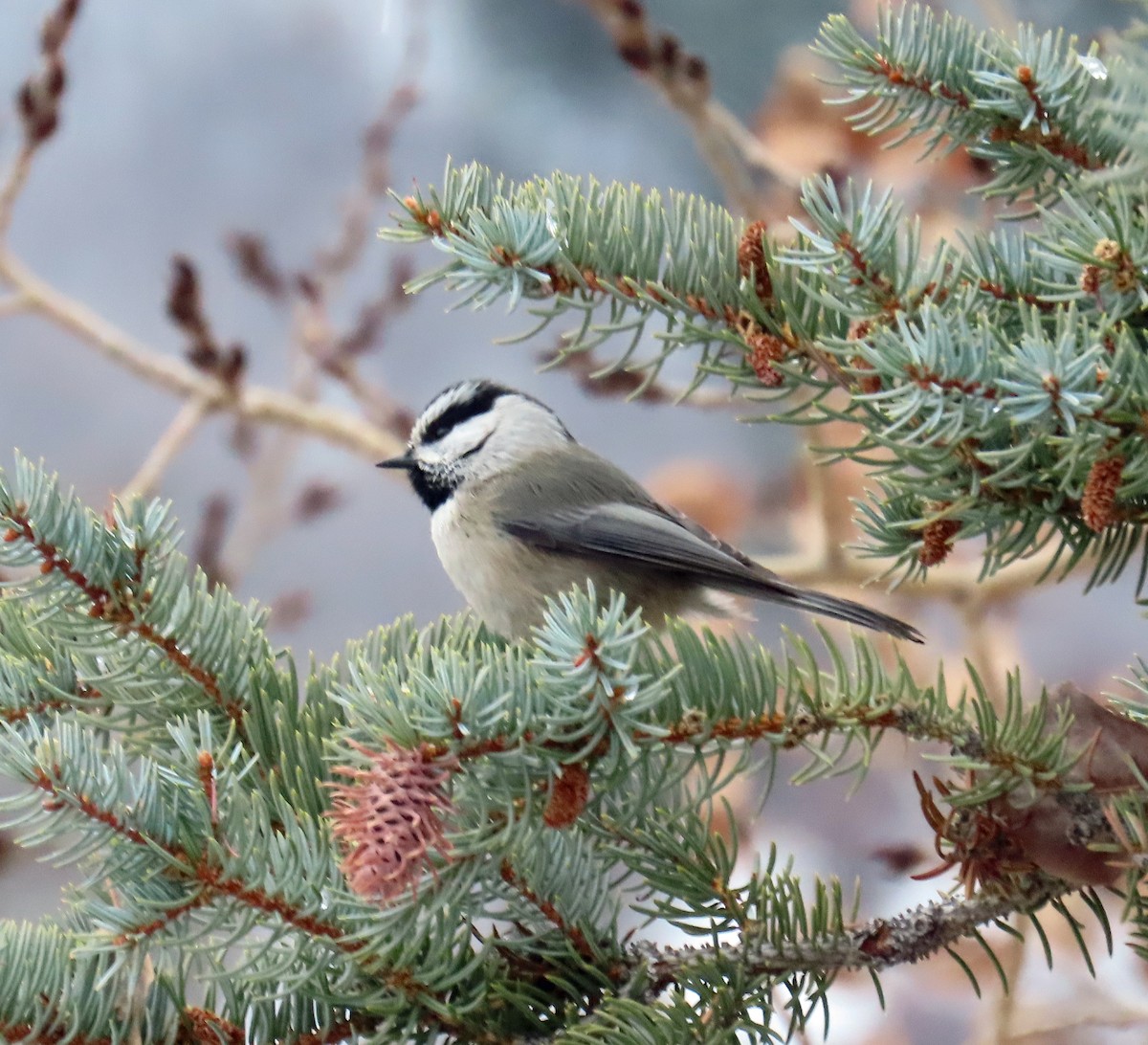 Carbonero Montañés - ML646268921