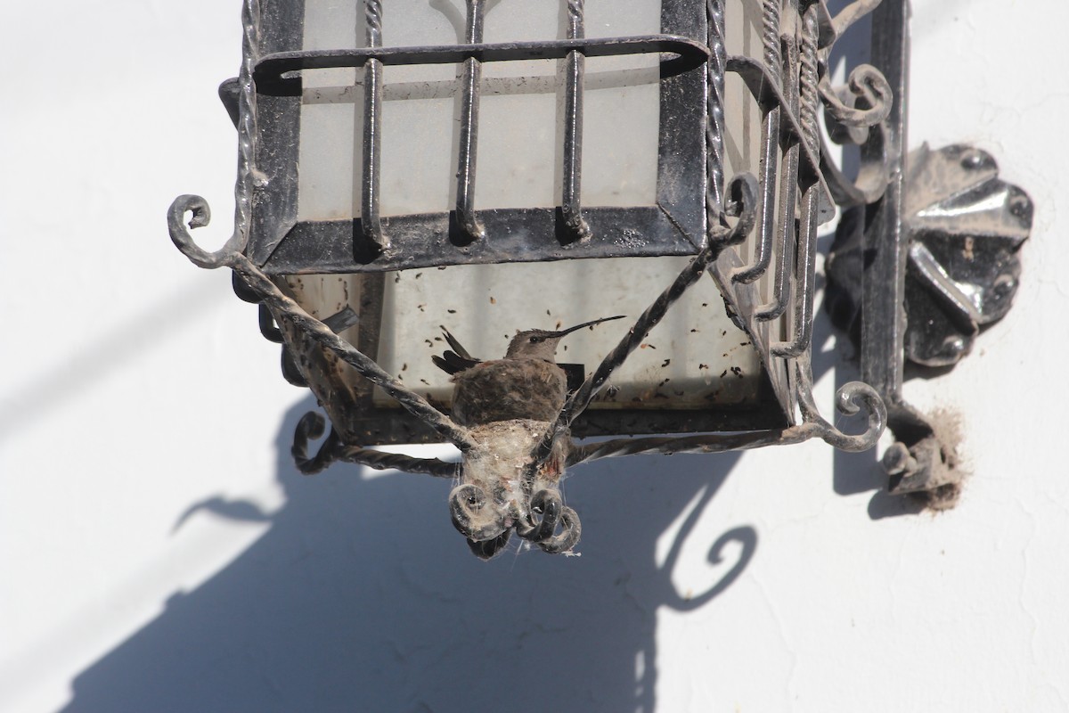 Colibrí del Atacama - ML646268922