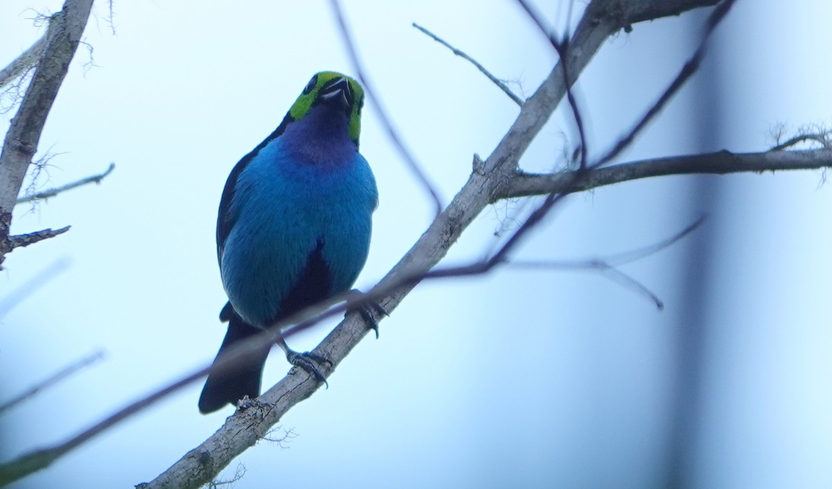 Siebenfarbentangare - ML646268923