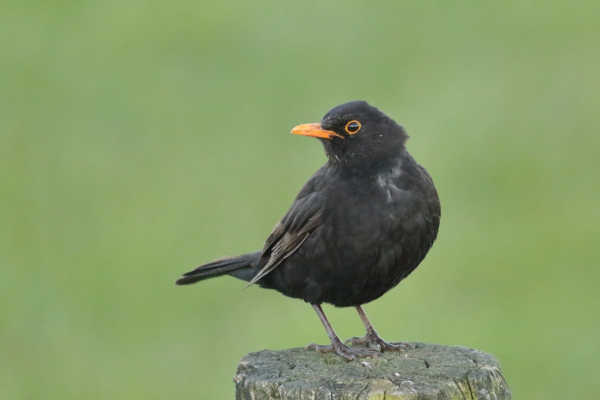 Mirlo Común - ML646268924