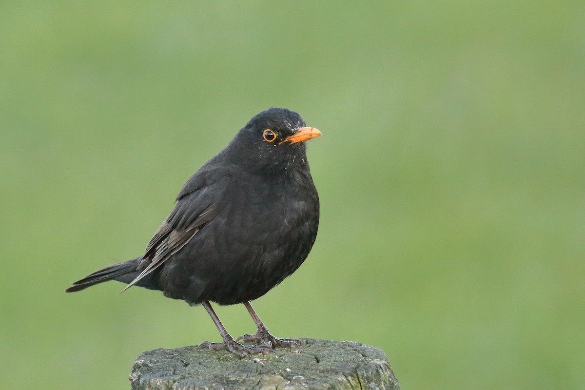 Mirlo Común - ML646268925