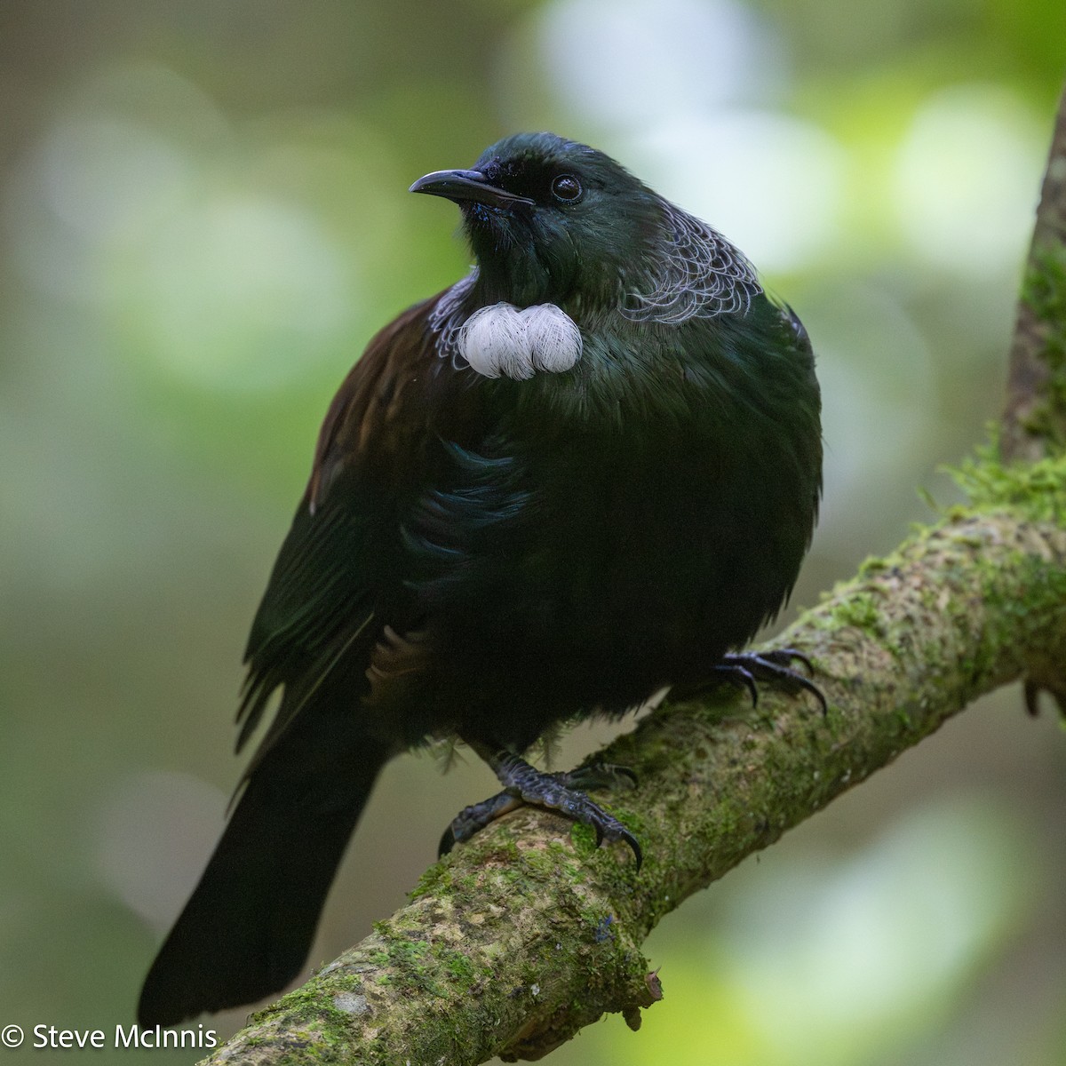 Mielero Tui - ML646268927