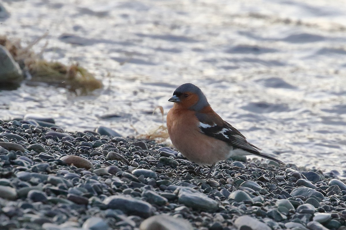 Pinzón Vulgar - ML646268930