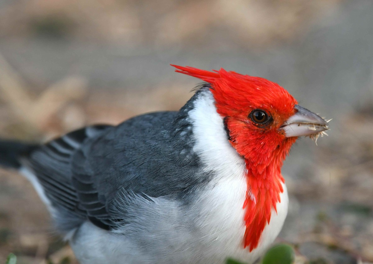 Cardenilla Crestada - ML646268931