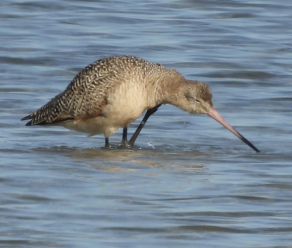 Aguja Canela - ML646268932