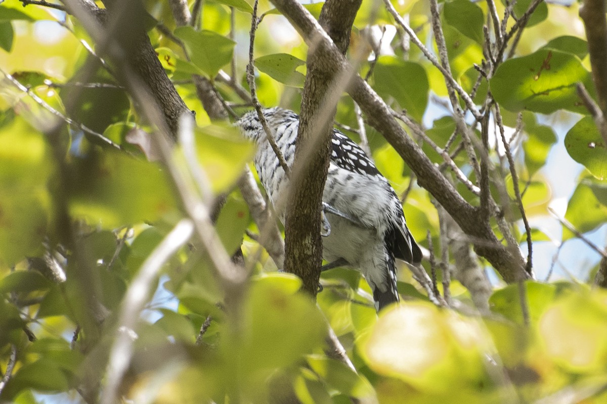 Batará Barrado (capistratus) - ML646268933