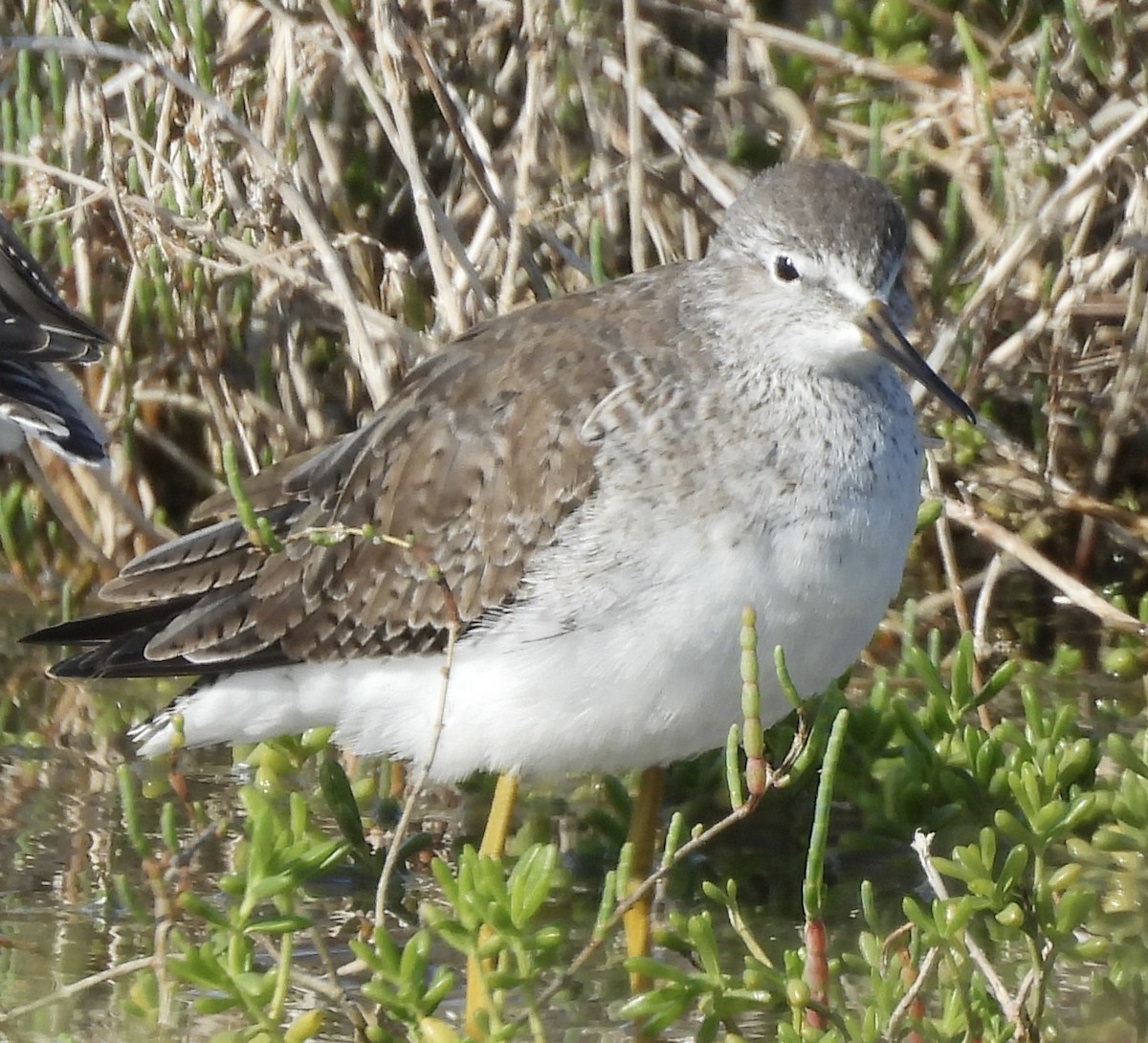 Lesser Yellowlegs - ML646268941