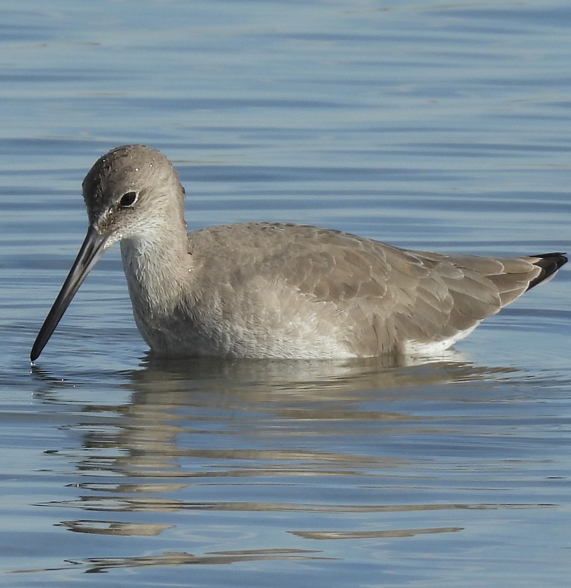 Willet - ML646268948