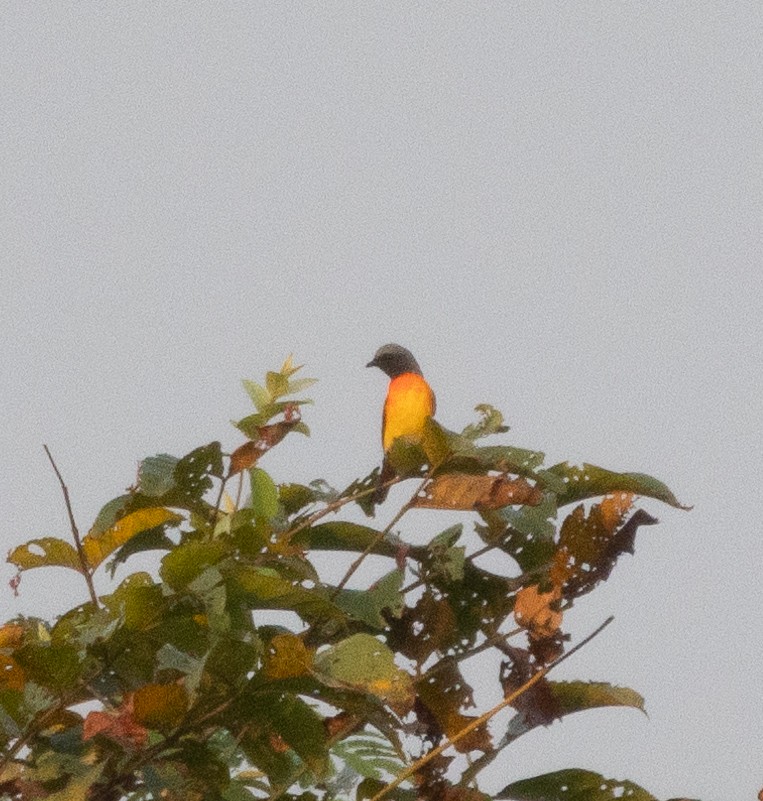 Small Minivet - ML646268956