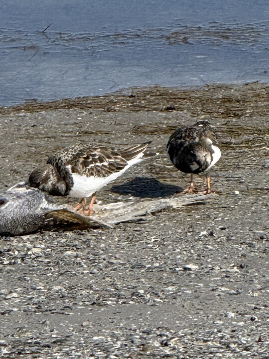 Ruddy Turnstone - ML646268957