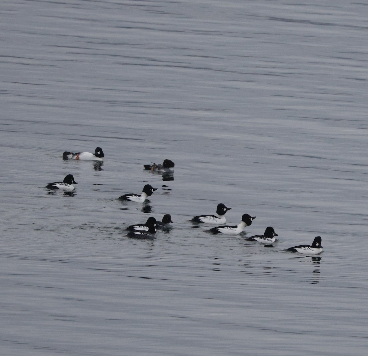 コスズガモ - ML646268960