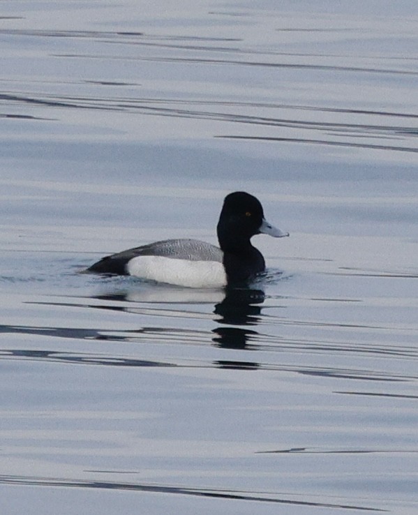 コスズガモ - ML646268961