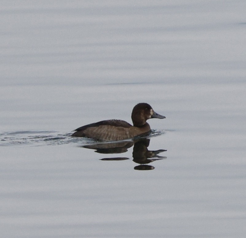 コスズガモ - ML646268962