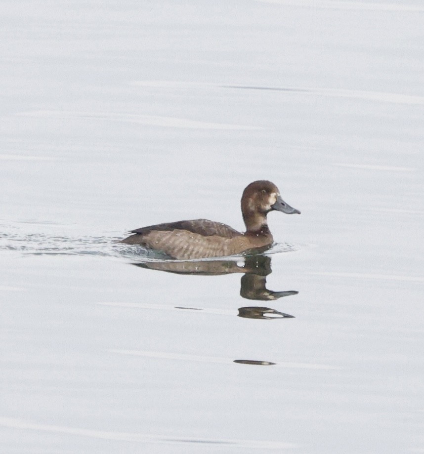 コスズガモ - ML646268963